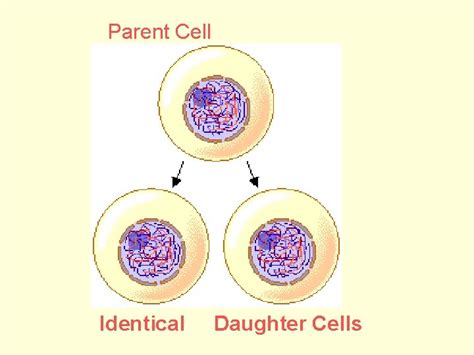 how are the daughter cells similar to the parental cell